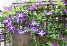 The most beautiful weaving and climbing plants for the garden