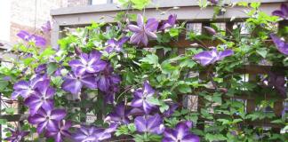 The most beautiful weaving and climbing plants for the garden