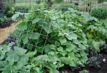Nitrogen-potassium fertilizers for cucumbers