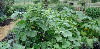 Nitrogen-potassium fertilizers para sa mga pipino