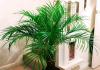 Palma da datteri: assistenza domiciliare, foto Lunghezza della radice della palma da datteri