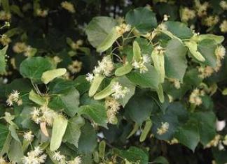 Small-leaved linden: photo, description, varieties