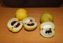 Cotogna giapponese: semina e cura, descrizione delle varietà In che anno fiorisce la mela cotogna giapponese?