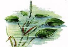 Floating pondweed: description, growing conditions
