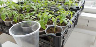 What to do if tomato seedlings grow poorly after picking?