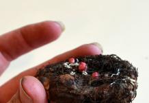 Planting, care and propagation of tuberous begonias When to plant tuberous begonias in a pot