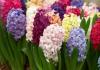 Hyacinth: larawan, pagtatanim at pangangalaga sa loob ng bahay, pagpilit na mga bombilya Lokasyon at pag-iilaw