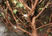 Diseases and pests of evergreen myrtle: what to do if the leaves dry out, fall off and curl?