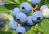 Pagpaparami ng mga blueberries sa pamamagitan ng mga buto