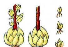 Cipolla: semina e cura Forma e metodo di riproduzione della cipolla