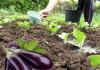 Serada patlıcanların doğru sulanması veya patlıcanların ne sıklıkla sulanması