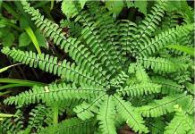Do-it-yourself landscaping: how to grow ferns in the garden