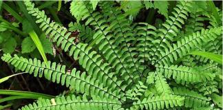Do-it-yourself landscaping: how to grow ferns in the garden