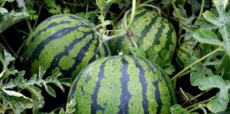 Planting watermelons and melons: rules and features
