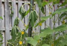Problemos sprendimas: šiltnamyje nuvysta agurkų lapai – ką daryti