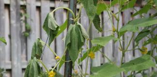 Soluzione al problema: le foglie di cetriolo appassiscono nella serra: cosa fare