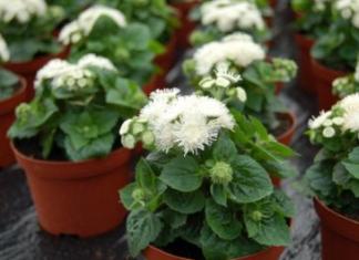 Growing ageratum at home