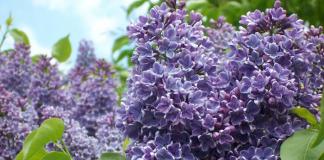 Nomi di fiori viola