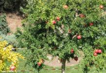 Pomegranate tree: description, types, cultivation, care and reproduction