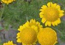 Antemisz napvirág, a magvakból való termesztés szabályai Antemisz nyílt terepen lévő magvakból és palántákból