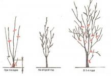 Pruning plum trees in spring and autumn for beginners