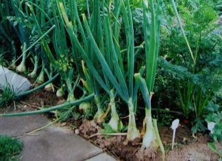 Ar galima į vieną lysvę sodinti burokėlius ar krapus ir morkas?