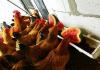 Ταΐστρα για κοτόπουλα: φτιάξτε το μόνοι σας Σπιτικές ταΐστρες και πότες για κοτόπουλα