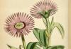Λουλούδι Delosperma - καλλιέργεια, φύτευση και φροντίδα