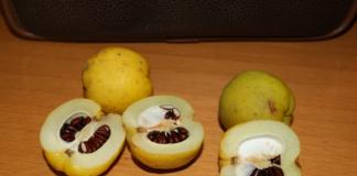 Japanese quince: pagtatanim at pangangalaga, paglalarawan ng mga varieties Anong taon namumulaklak ang Japanese quince?