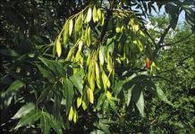 Jesion - rodzaje drzew, właściwości i metody uprawy