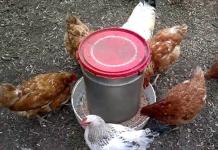 How to make a chicken feeder with your own hands?
