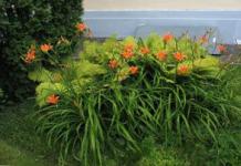 Irises in the garden: site design ideas