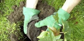 How to sow castor beans, features of growing the plant from seeds Castor beans growing from seeds to seedlings