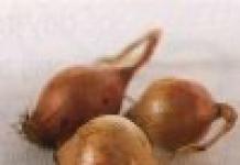 I fatti più interessanti sulle cipolle e le ricette con loro Informazioni sulle cipolle