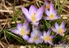 Минзухар цветя засаждане и грижи в открита земя принуждаване у дома снимки на видове и сортове Минзухар лилаво ботаническо засаждане и грижи