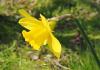 The best varieties of daffodils catalog The most beautiful varieties of daffodils