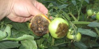 How to deal with late blight on tomatoes, treatment of tomatoes at their summer cottage