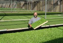 How to start a business growing greens?