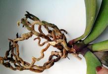 What to do if the orchid's roots have rotted?