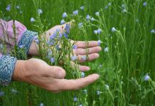 Flax: types, description, secrets of growing