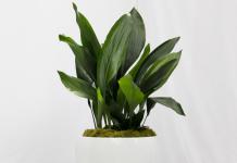 Aspidistra: rules for the care and cultivation of an unpretentious ornamental plant
