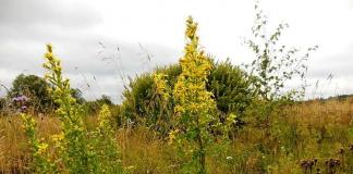 Goldenrod, or Solidago - a medicinal flower from Canada