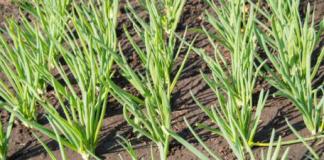 How to grow onions in open ground