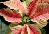How to care for red poinsettia at home