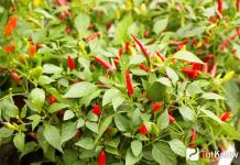 Crvena paprika: koristi i štete, svojstva i vitamini