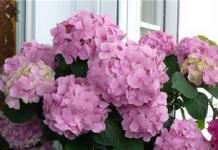 Care and cultivation of room hydrangea at home
