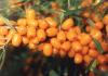 Olivello spinoso - semina e cura in piena terra secondo tutte le regole Olivello spinoso maschio e femmina come piantare