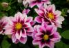 Dahlia planting and care in open ground in the Urals