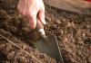 How to prepare the soil and garden for carrots?