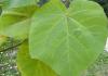Paulownia: myths and reality in the suburbs Types and varieties of paulownia